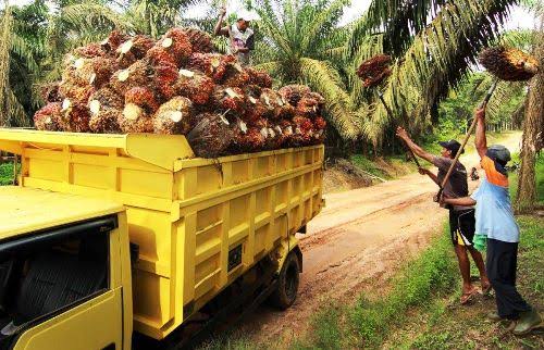 Ilustrasi harga sawit naik di Riau (foto/int)